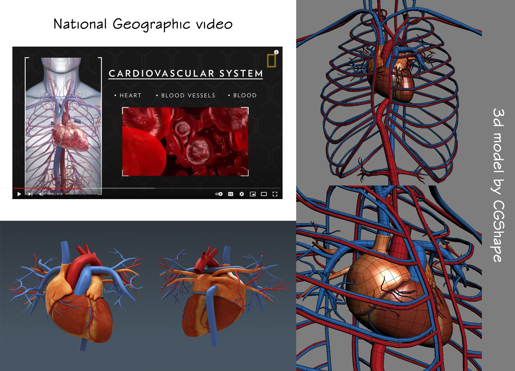 cardiovascular system 3d model turbosquid