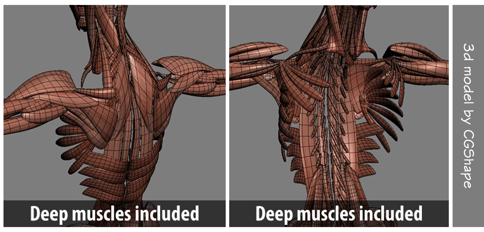 deep muscles anatomy 3d model turbosquid