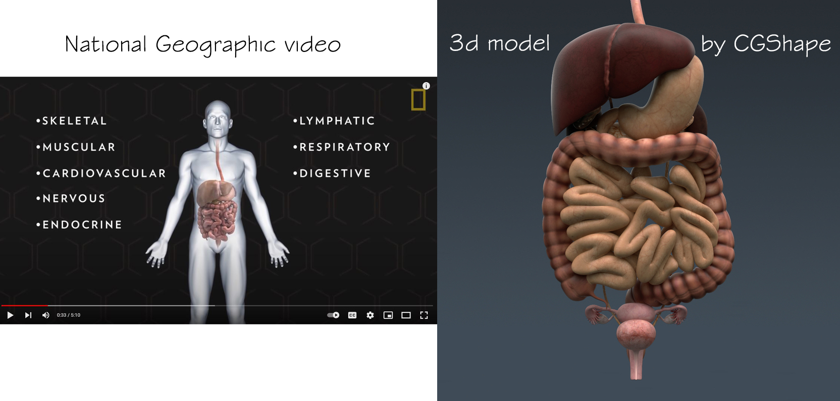 digestive system 3d model turbosquid