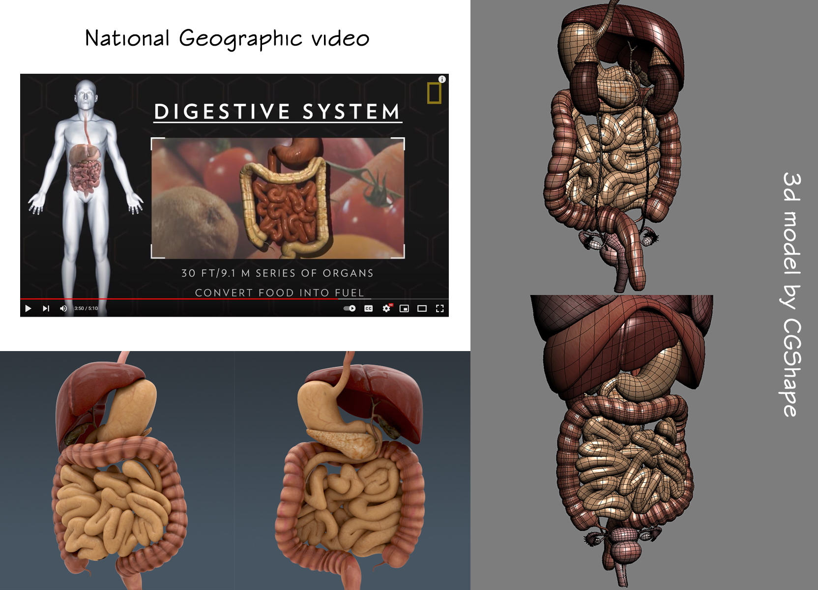 human anatomy 3d model digestive turbosquid