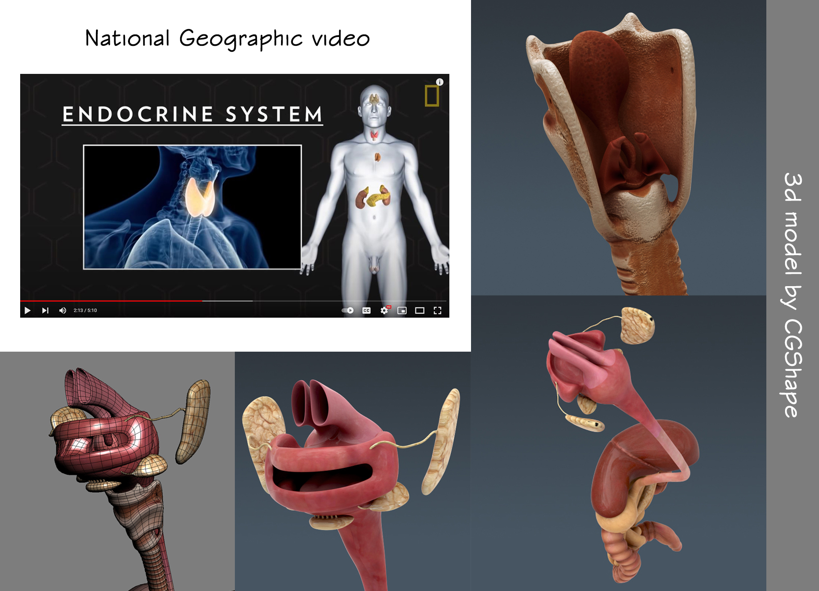 endocrine system 3d model turbosquid
