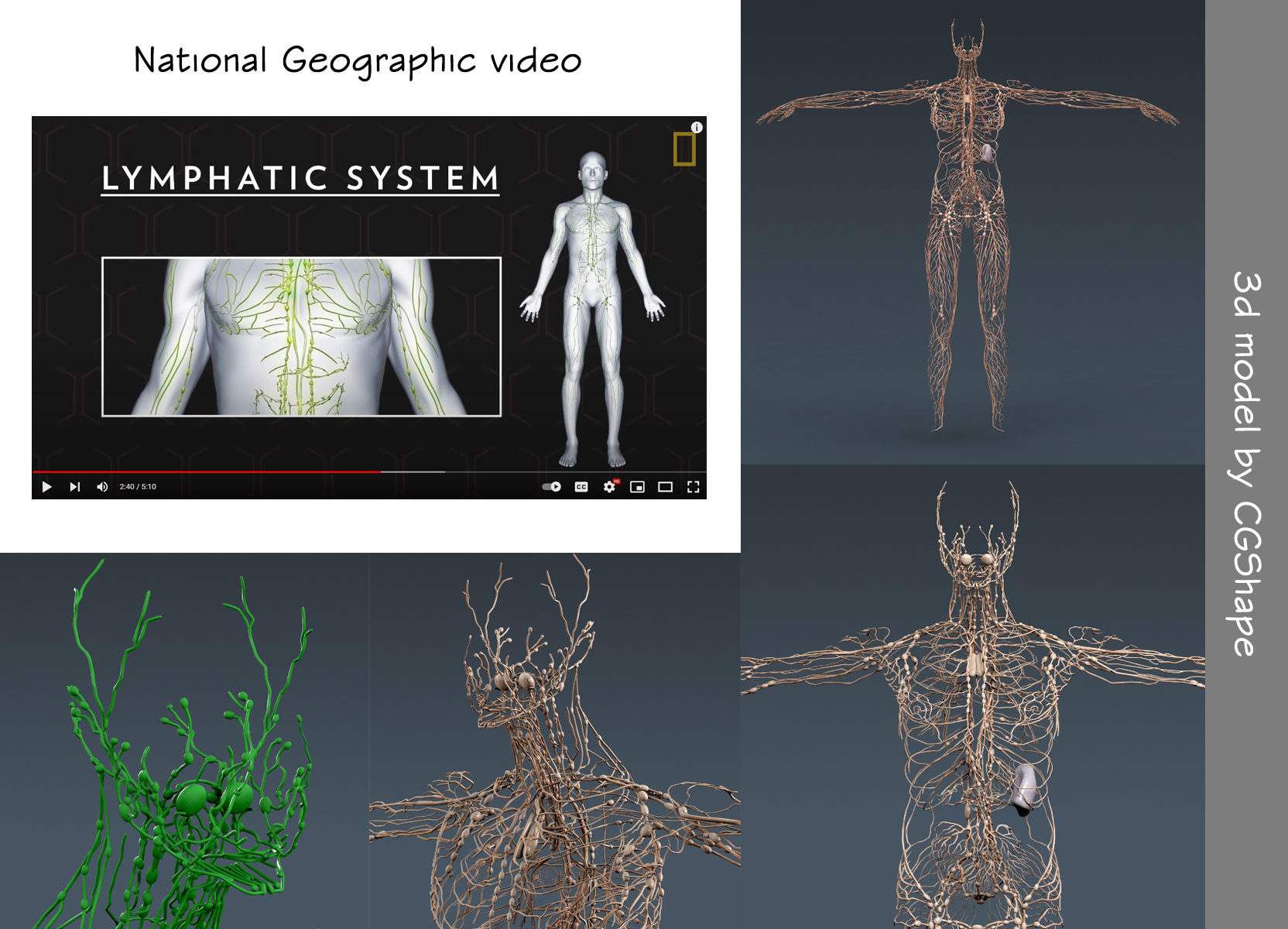 complete man and woman anatomy 3d model turbosquid