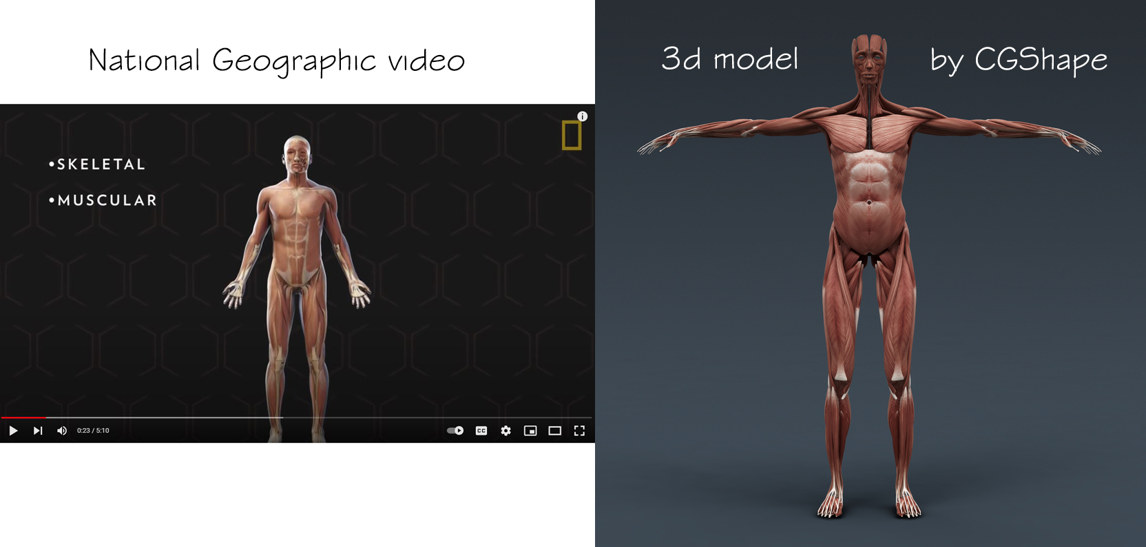 muscular system 3d model turbosquid