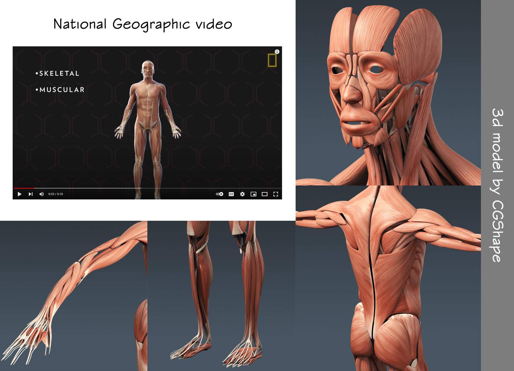 human muscles 3d model turbosquid