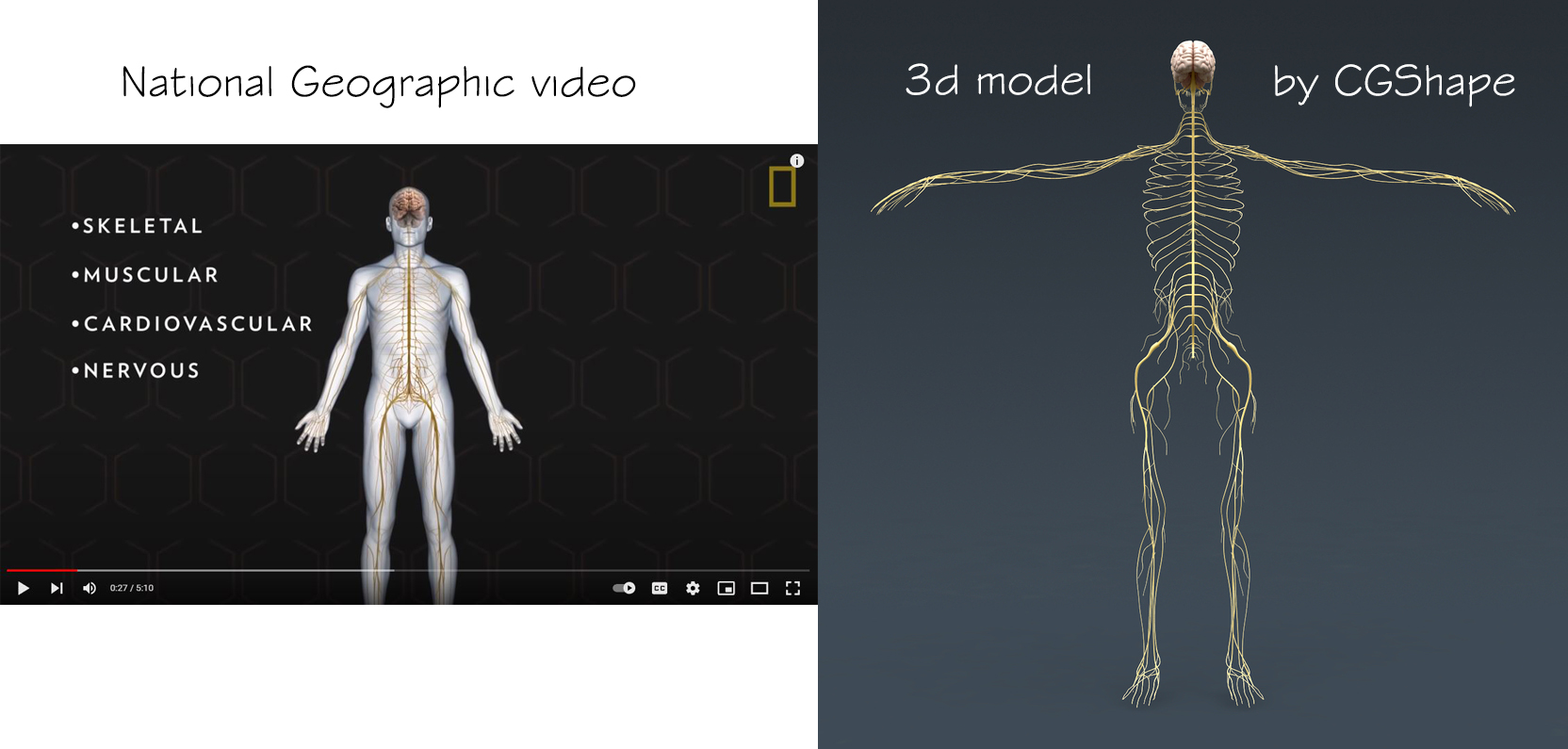 nervous system 3d model turbosquid