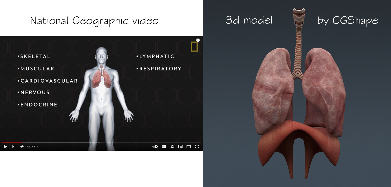respiratory system 3d model turbosquid