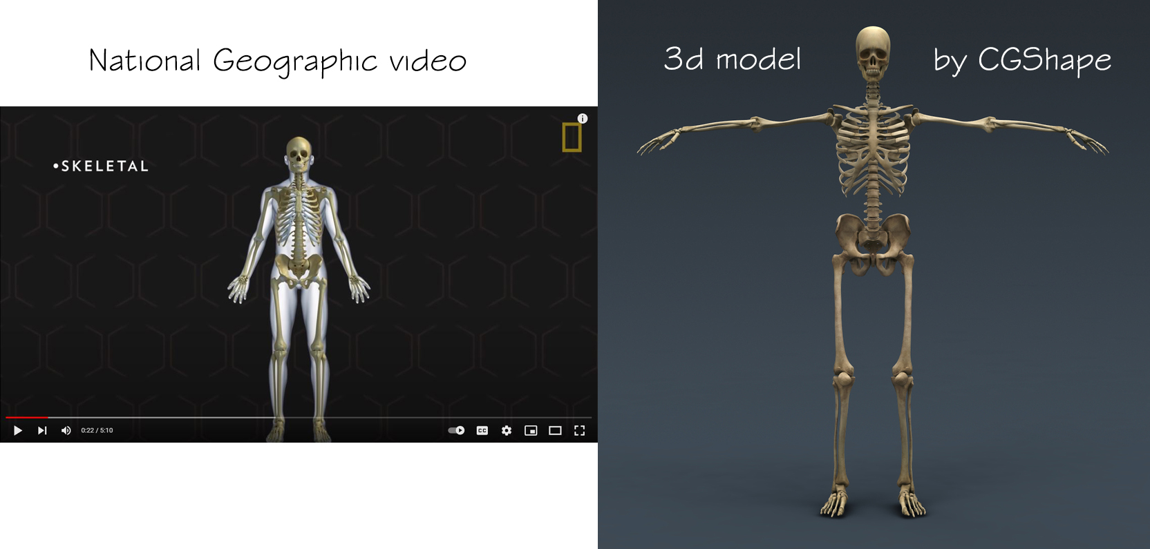 skeletal system 3d model turbosquid