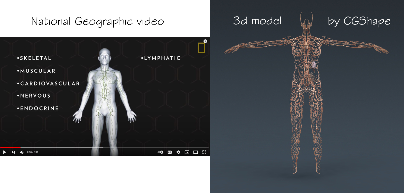 lymphatic system 3d model turbosquid