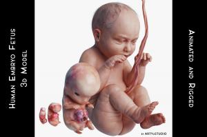 human embryo fetus 3d model animated turbosquid