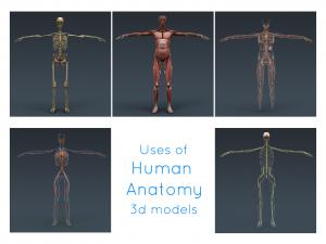 male complete anatomy 3d model turbosquid
