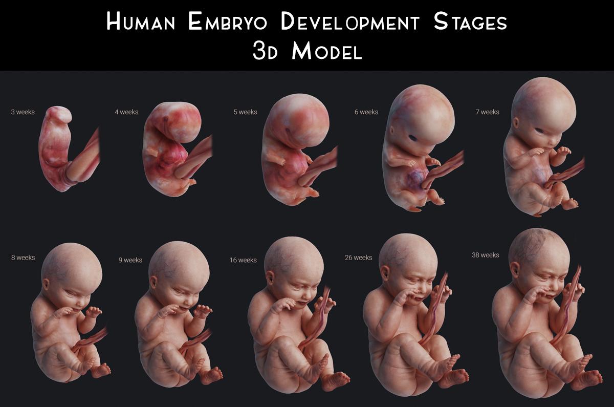 Human Embryo Fetus 3d model animated | Best Of 3d Models