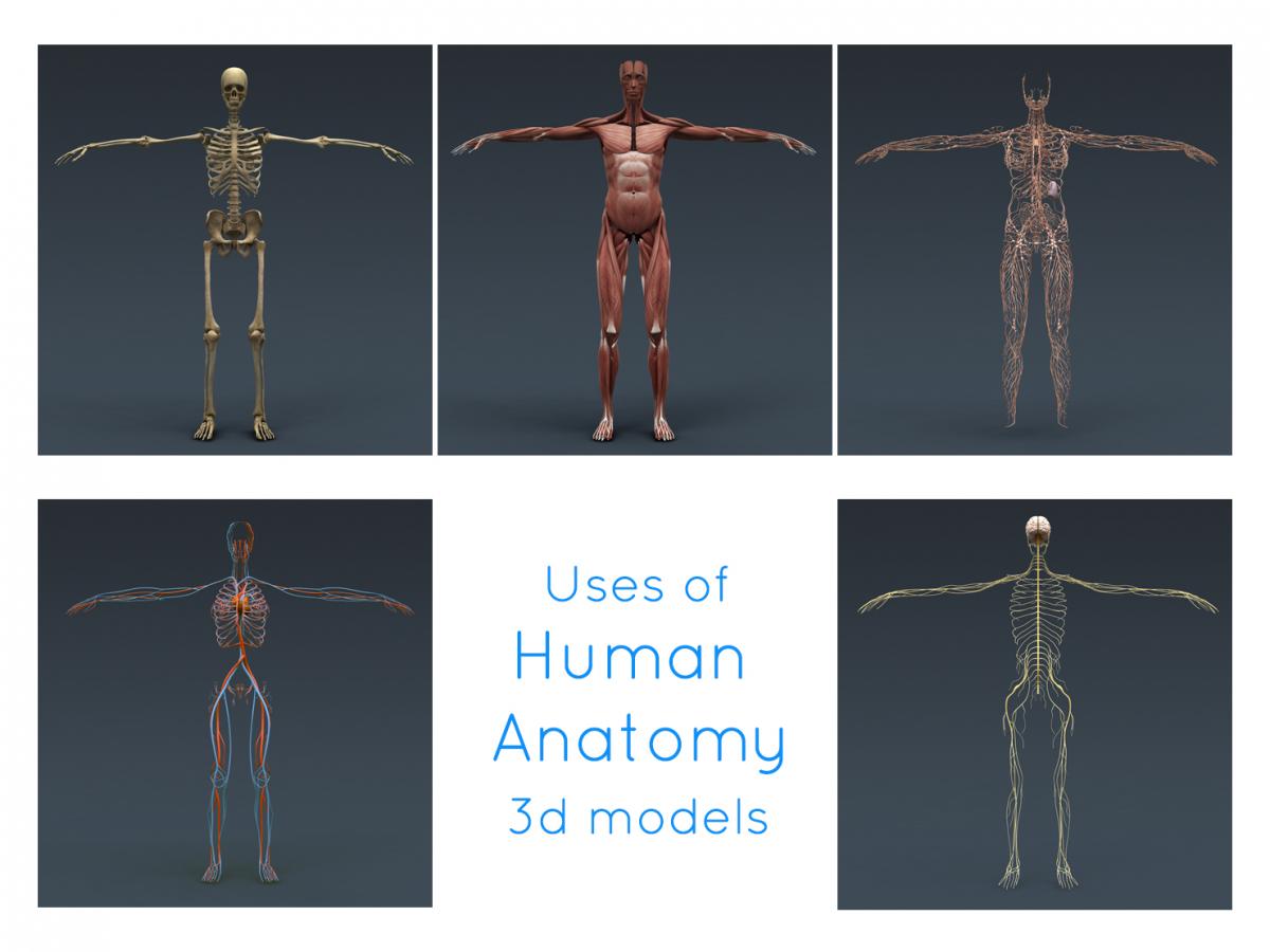 female complete anatomy 3d model turbosquid male complete anatomy 3d model turbosquid