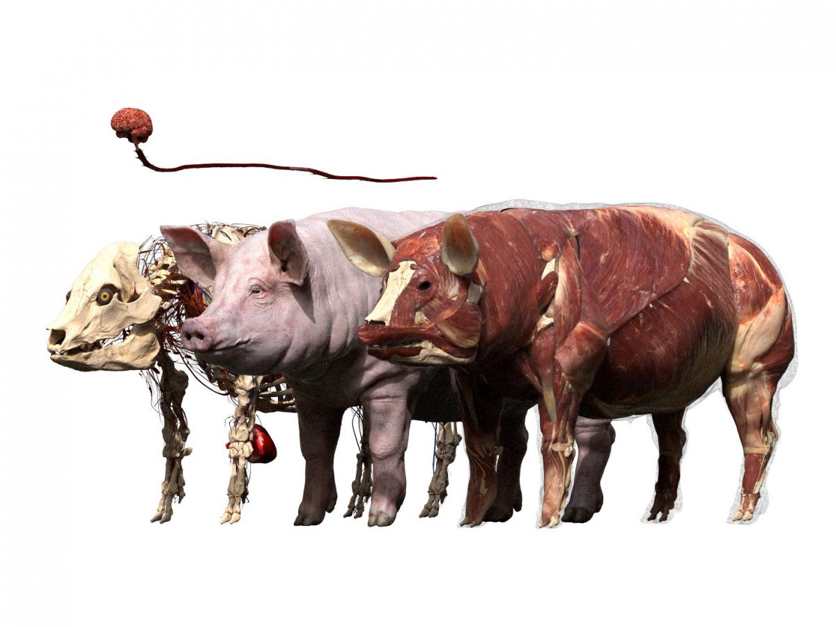 Pig Anatomy 3D model | Best Of 3d Models