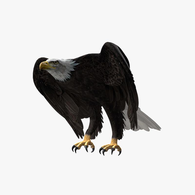 American Bald Eagle 3d model ANIMATED | Best Of 3d Models