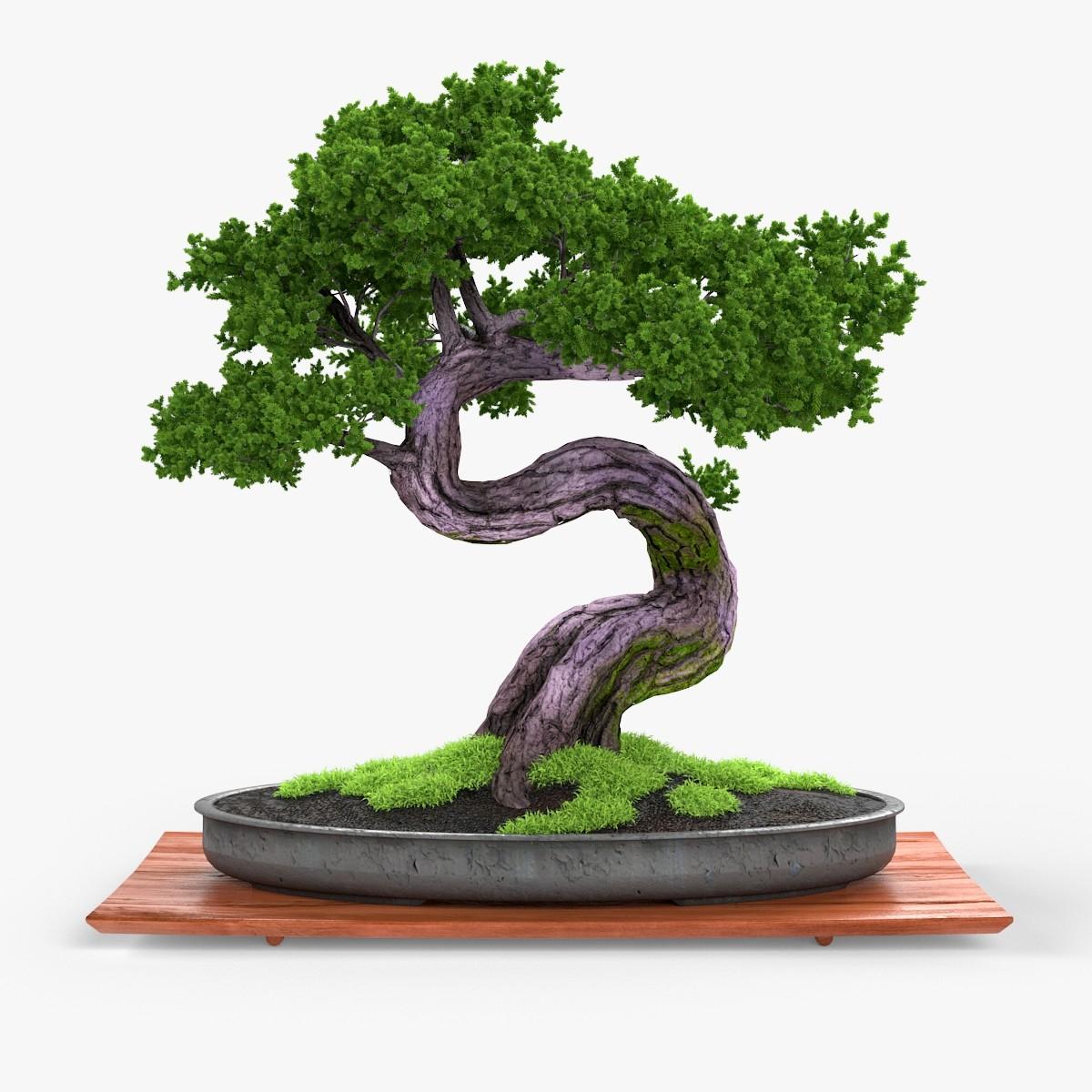 Bonsai 3d Model Best Of 3d Models