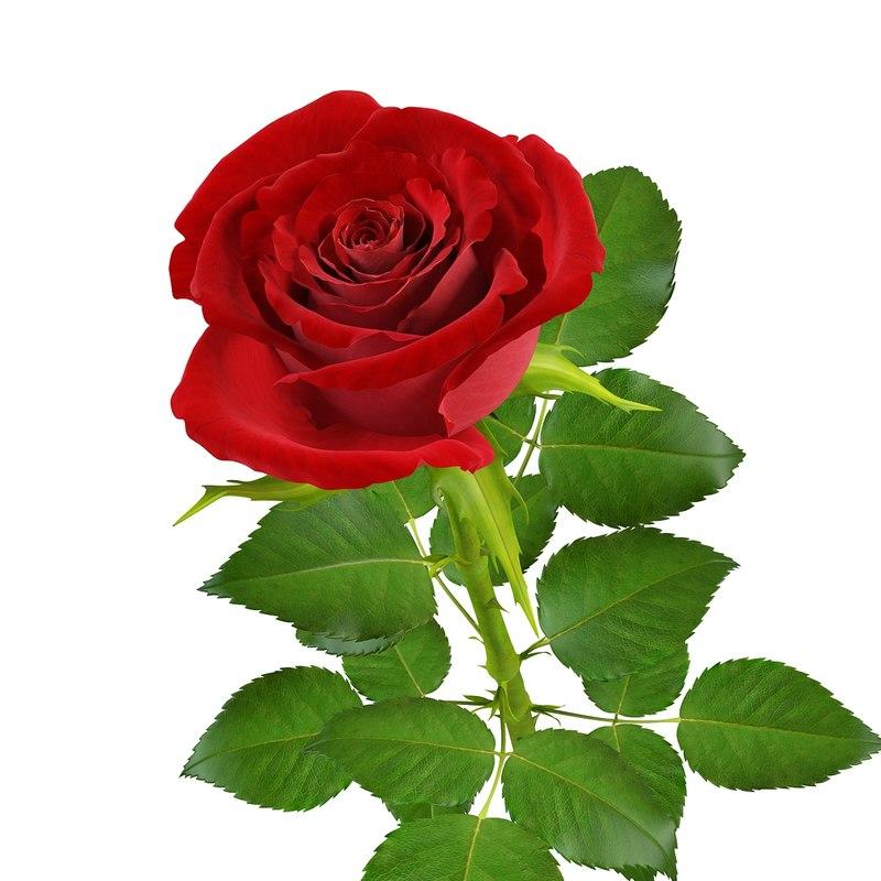 Open Rose 3d Model Best Of 3d Models