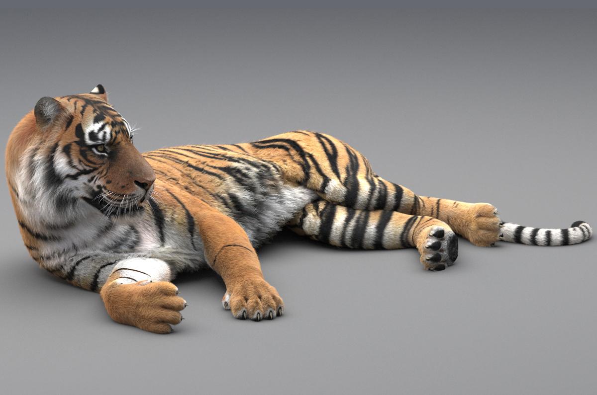 3D Tiger On Camera Tutorial In Hindi
