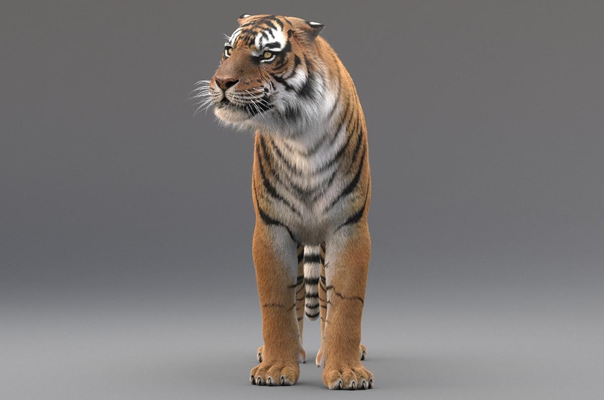 Bengal Tiger (FUR) (RIGGED)