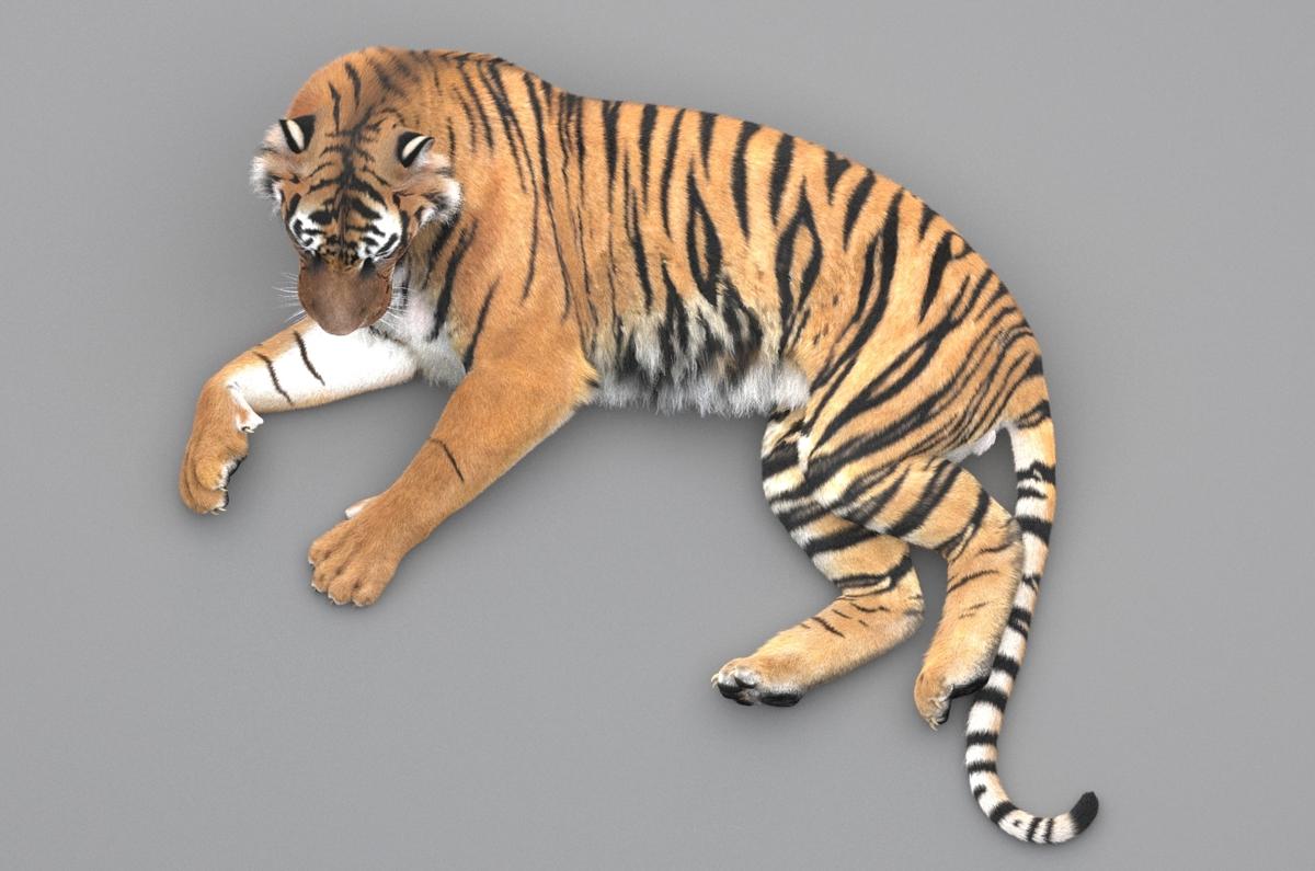 Tiger 3D Model - 3DCADBrowser