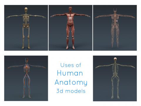 female complete anatomy 3d model turbosquid male complete anatomy 3d model turbosquid
