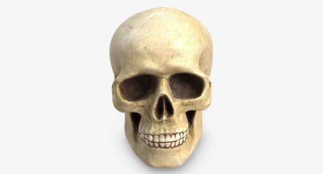 3d model human skull