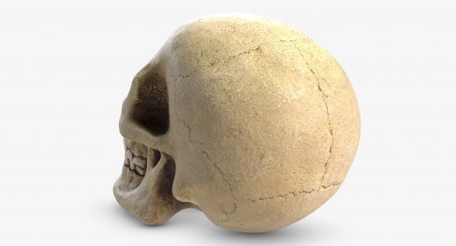 3d model skeleton skull