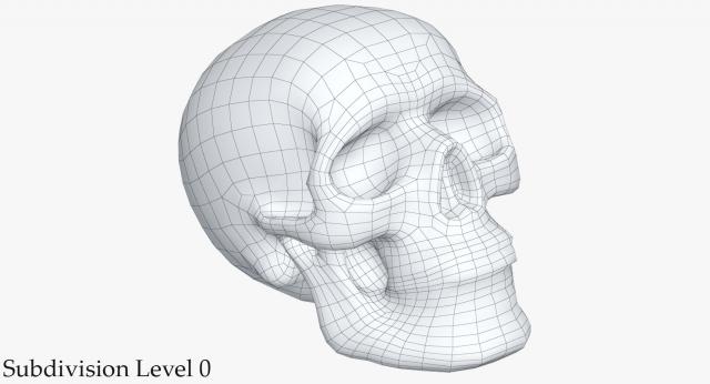 3d model skeleton