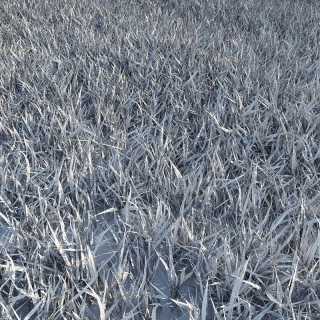 lawn grass 3d model exterior renders turbosquid 3d model grass vray corona 3dsmax fbx obj turbosquid