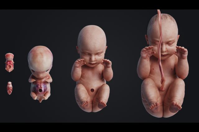 mechanisms of human embryo development 3d model animated turbosquid