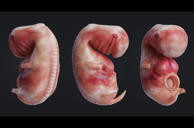 stages of prenatal development 3d model animated turbosquid