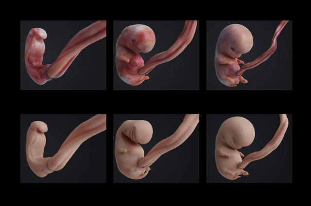 first stages of baby in womb 3d model animated turbosquid