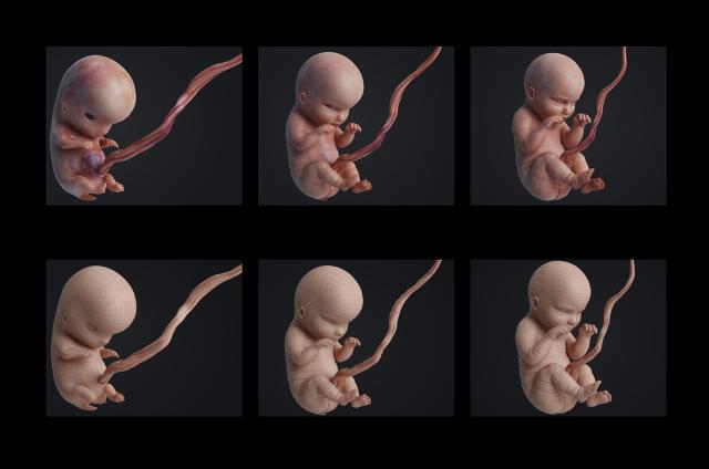 embryonic stage animated 3d model turbosquid