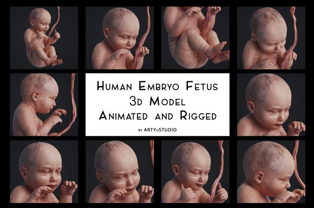 1 to 9 months of pregnancy 3d model animated turbosquid