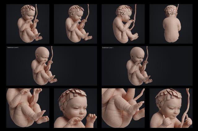 baby growth during pregnancy 3d pictures animated turbosquid