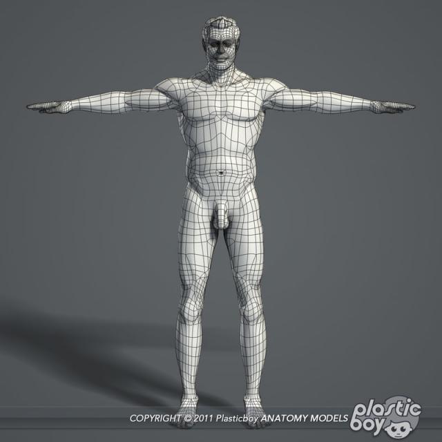Human body 3d model 3d model male body