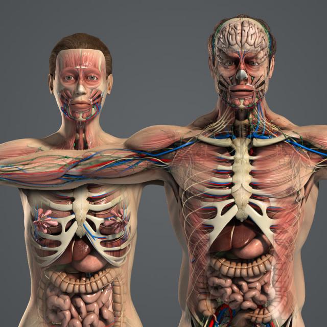 Human anatomy 3d model 3d model male and female anatomy