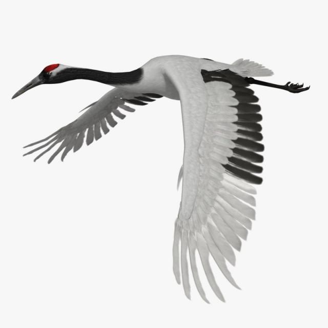 manchurian crane 3d model turbosquid