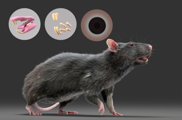 high detailed realistic rat 3d model turbosquid