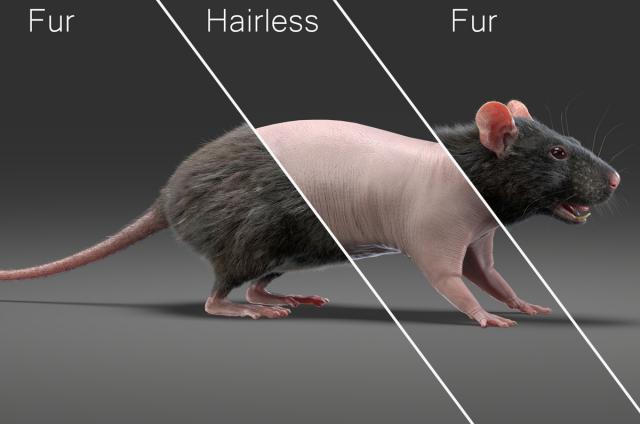 rat with and without fur 3d model turbosquid
