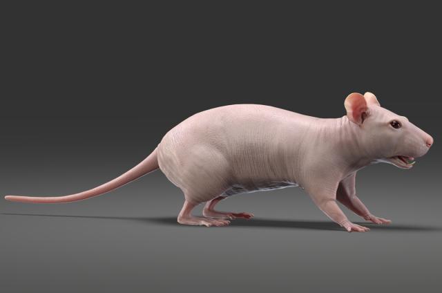 hairless rat 3d model turbosquid