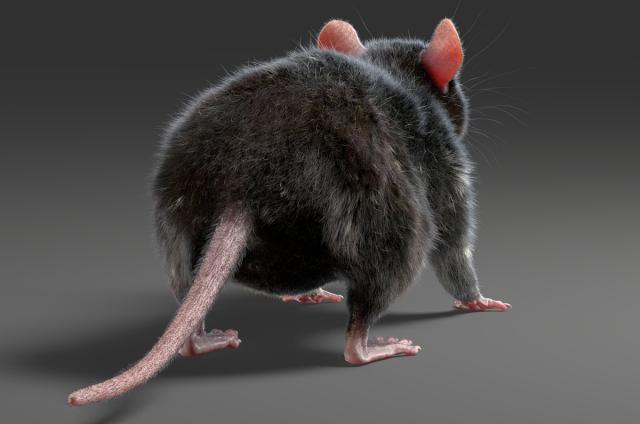 rat's tail 3d model turbosquid