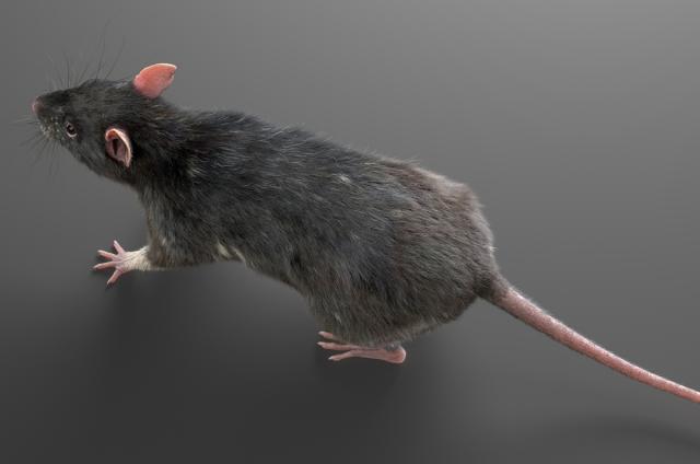 small mammal 3d model turbosquid