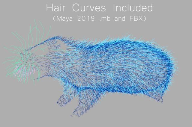 rat hair curves maya 3d model turbosquid