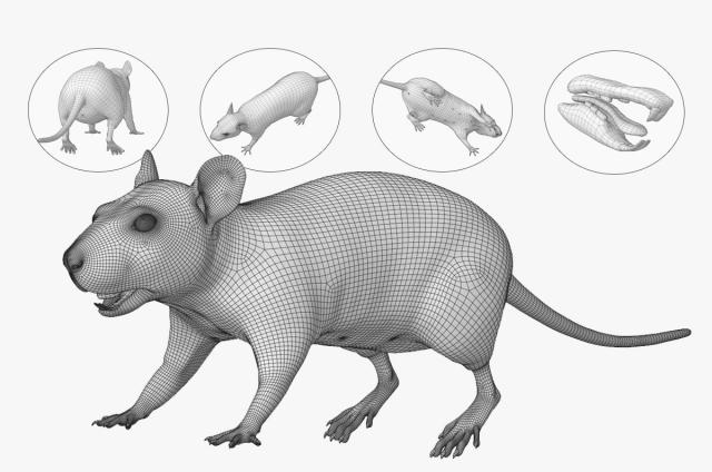 rat 3d model maya and Arnold render