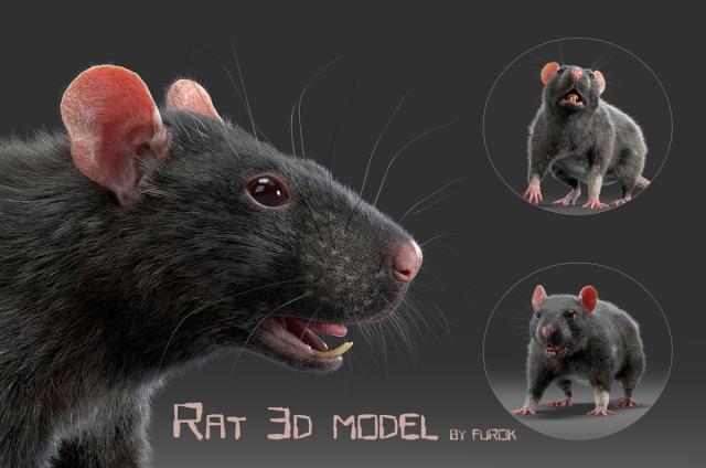 rat with fur 3d model turbosquid