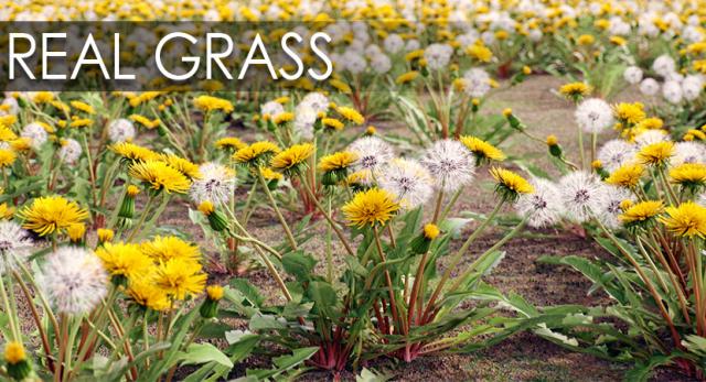 realistic grass 3d collection 3d model vizpark grass 3d model vizpark