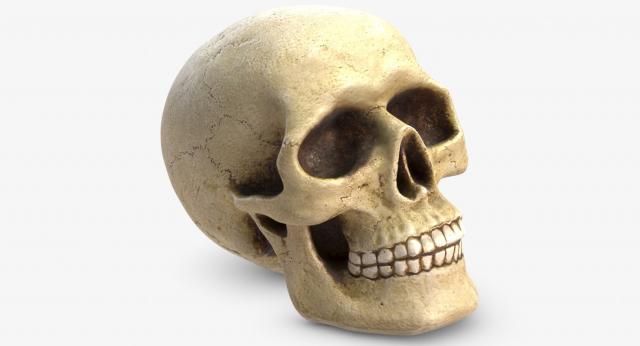 3d model skull
