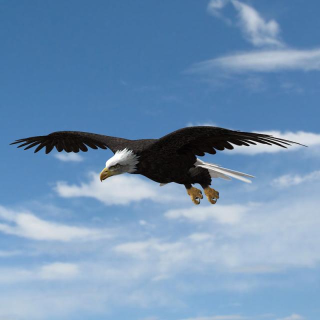 American Bald Eagle 3d model turbosquid
