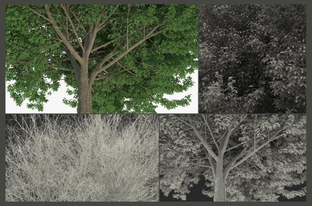 deciduous tree 3d model