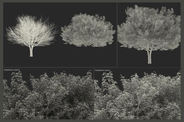 tree in north america 3d model